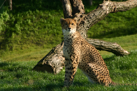Cheetah Zoo Parc Overloon - Zoo Consultants